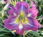 Butch Cassidy And The Sundance Cat 